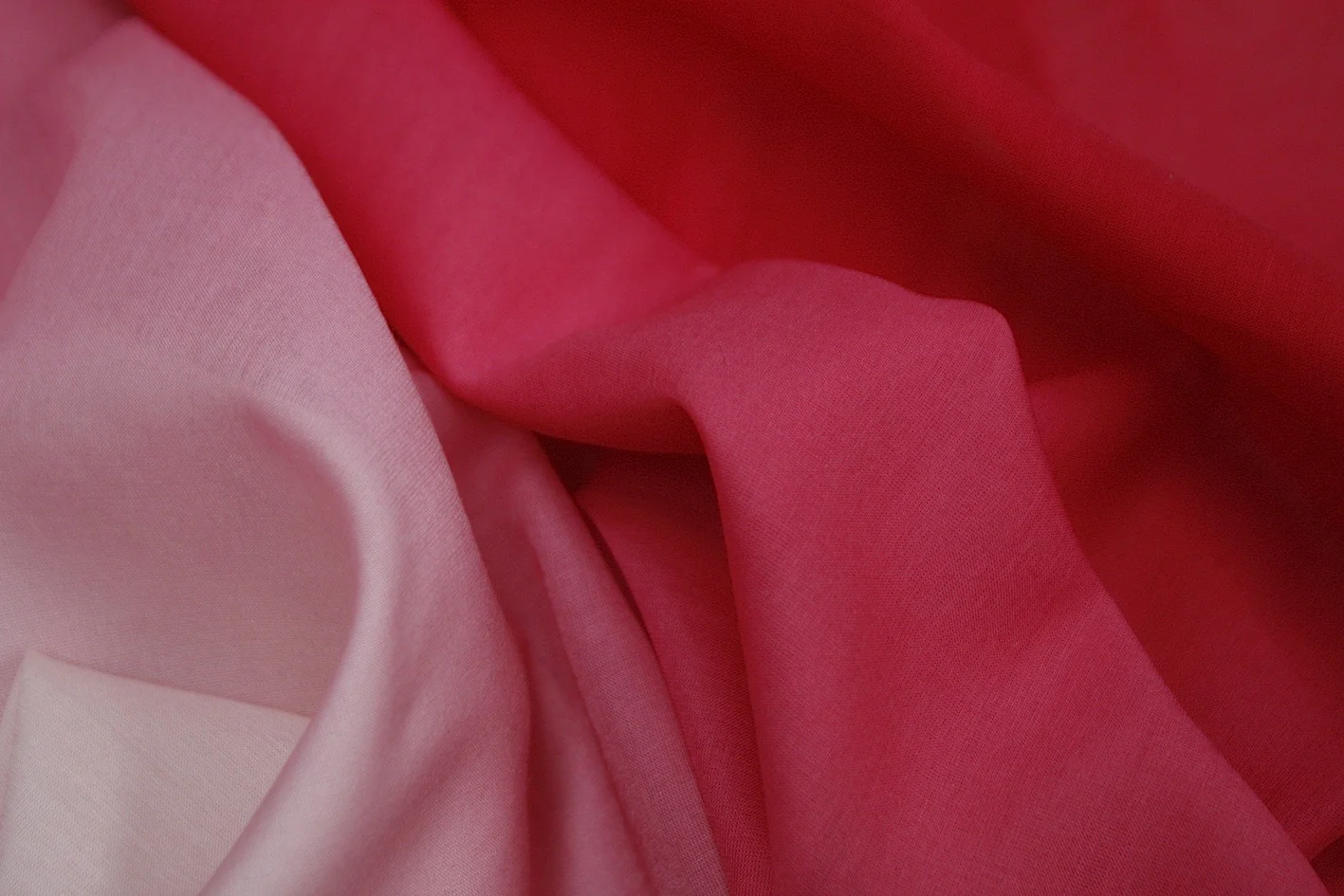 Fading Rose - Image 2