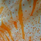 Orange Eppervescence - Image 2